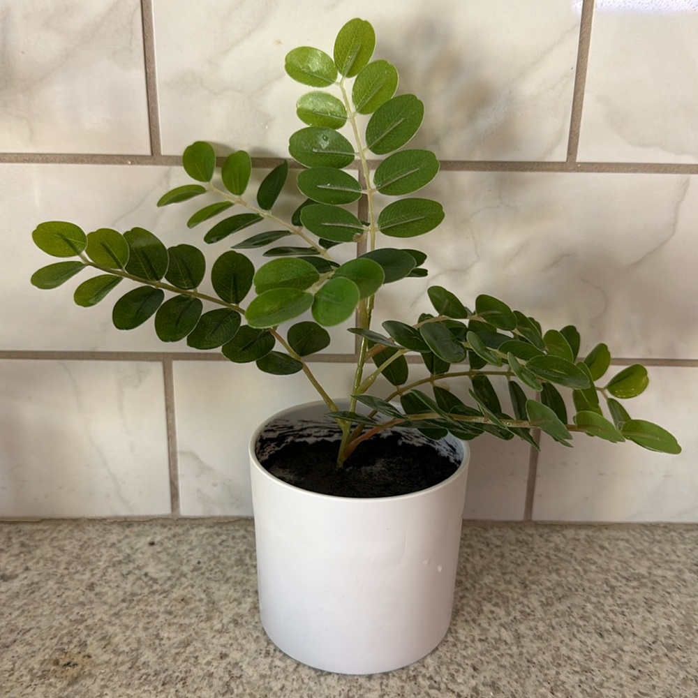 Cute leafy plant 🪴